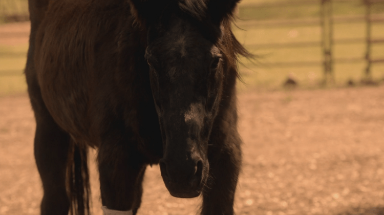 Luck s01e07 Luck s01e07